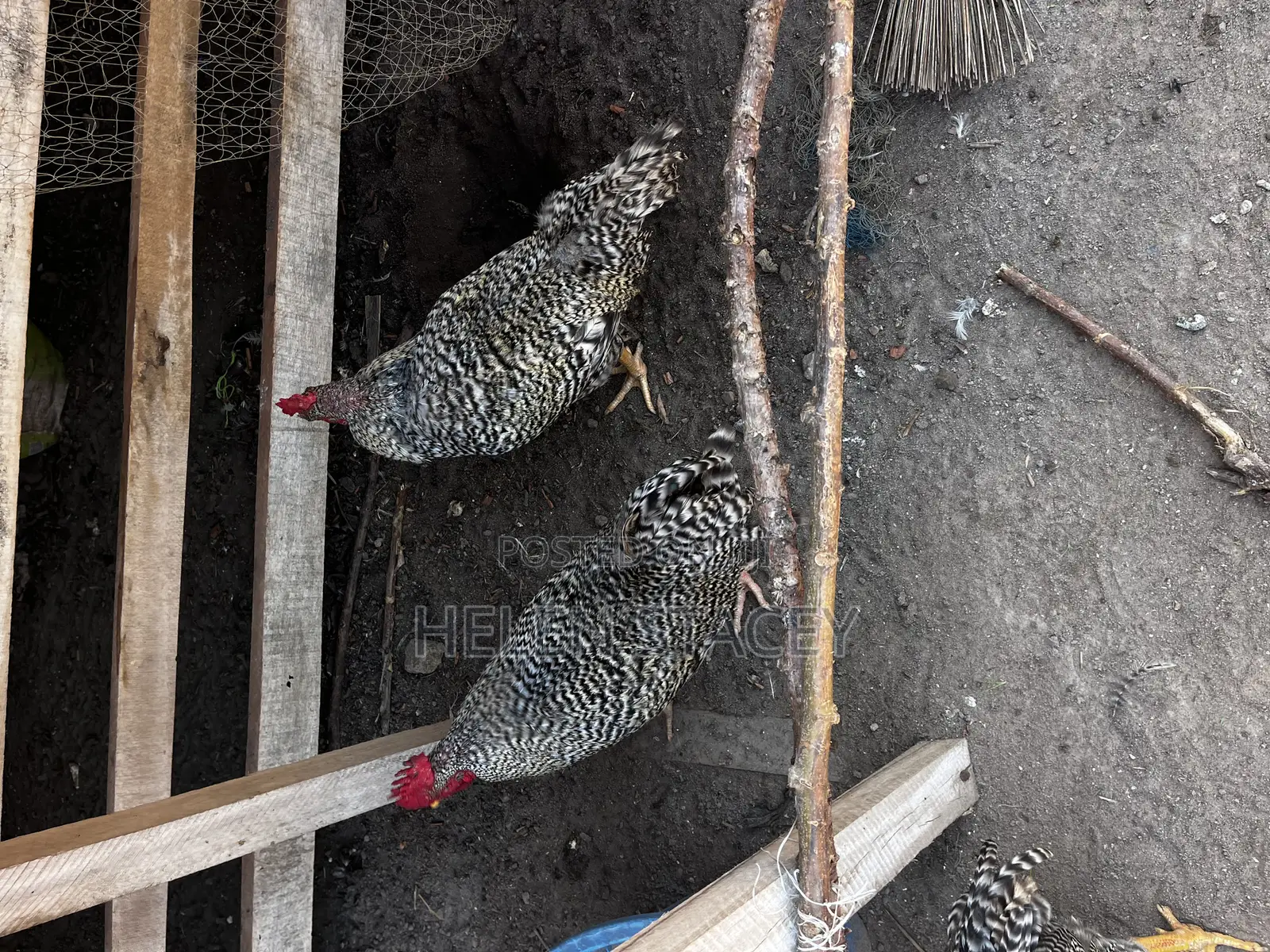 Check Check Chicken