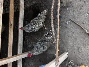 Check Check Chicken