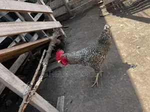 Check Check Chicken