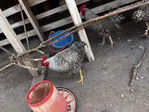 Check Check Chicken