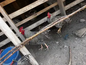 Check Check Chicken