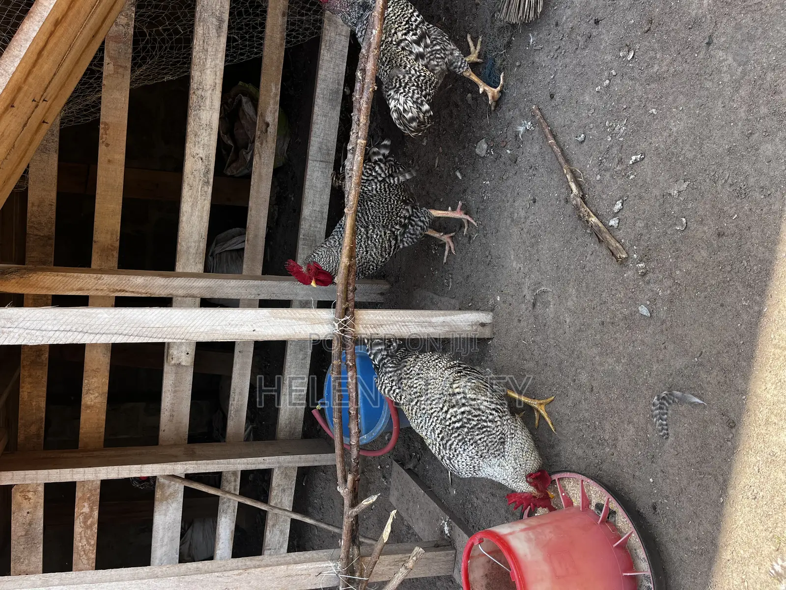 Check Check Chicken
