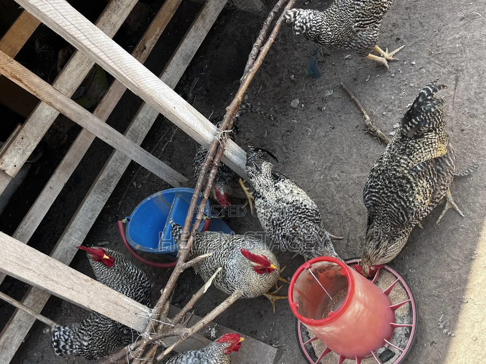 Check Check Chicken