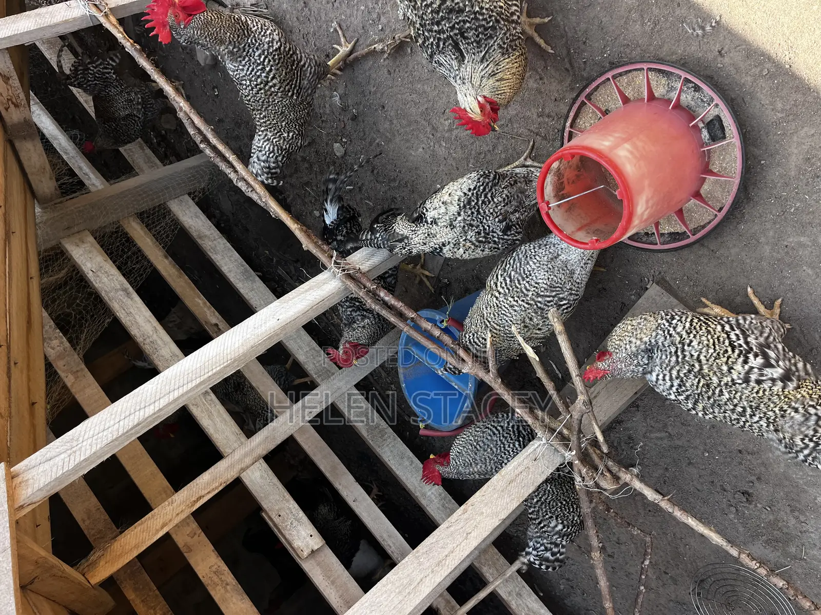 Check Check Chicken