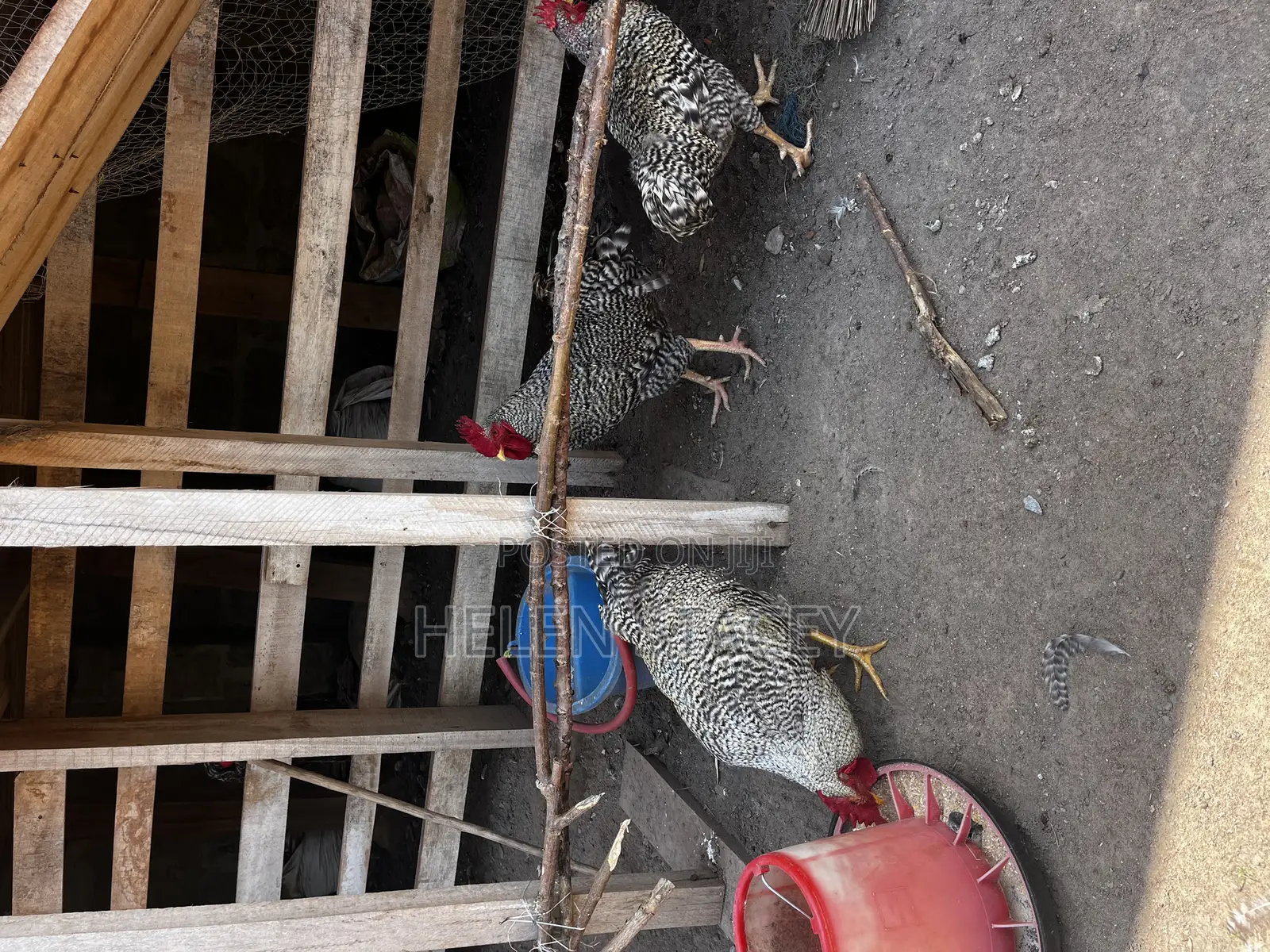 Check Check Chicken