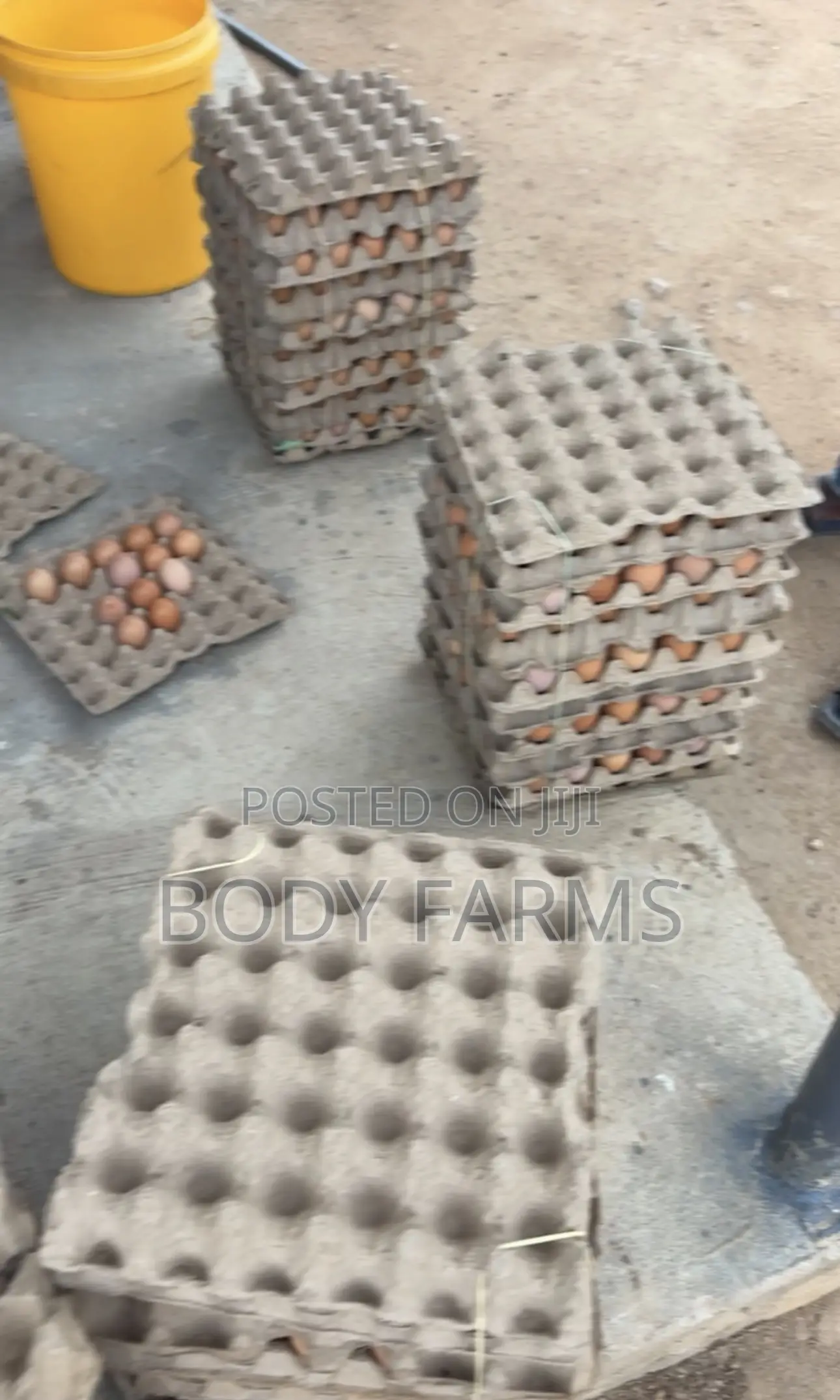 Fresh Eggs and Broilers Available