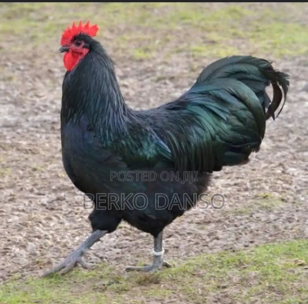 Black Australopr Rooster