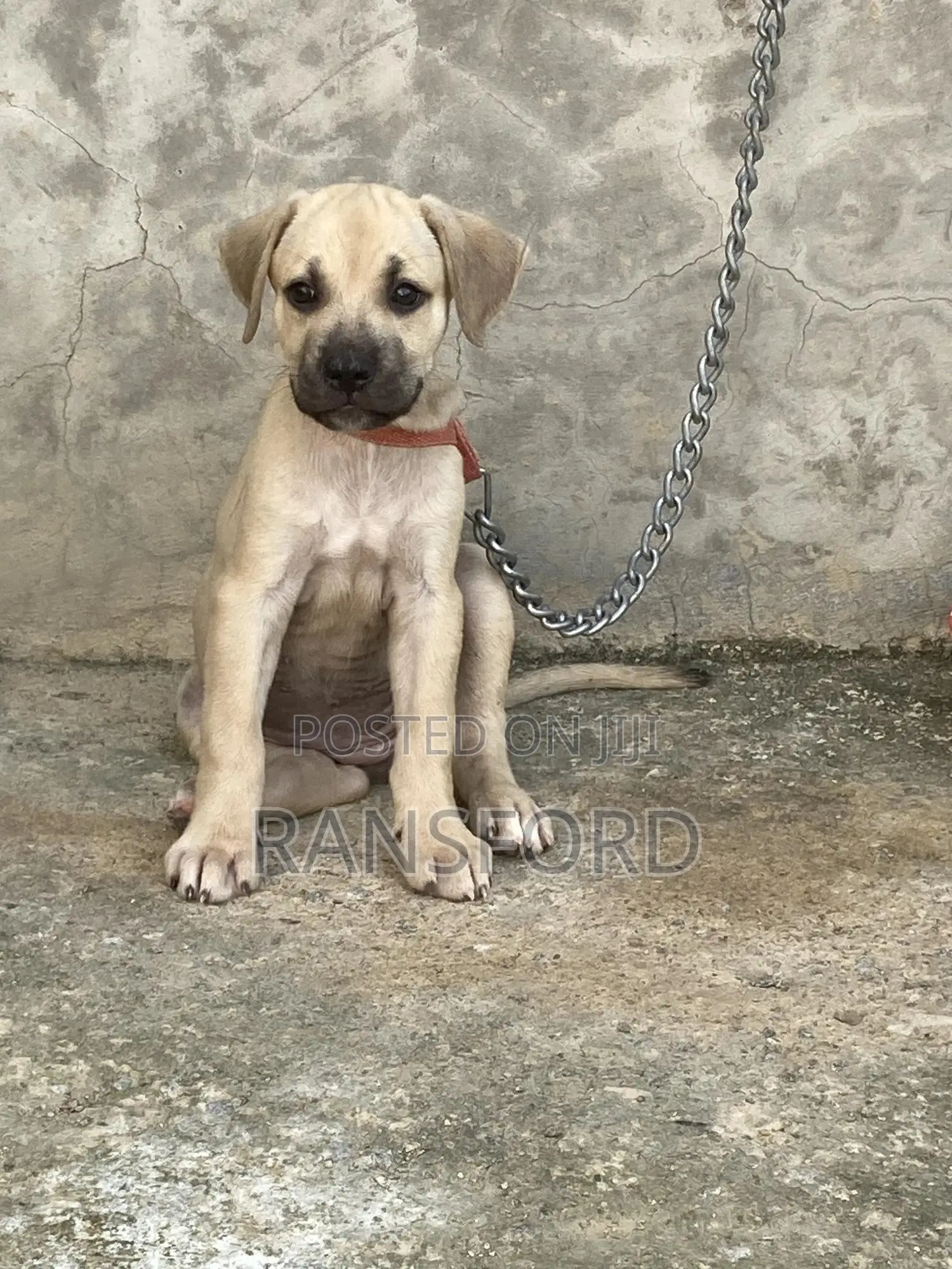 1-3 months Male Purebred Boerboel