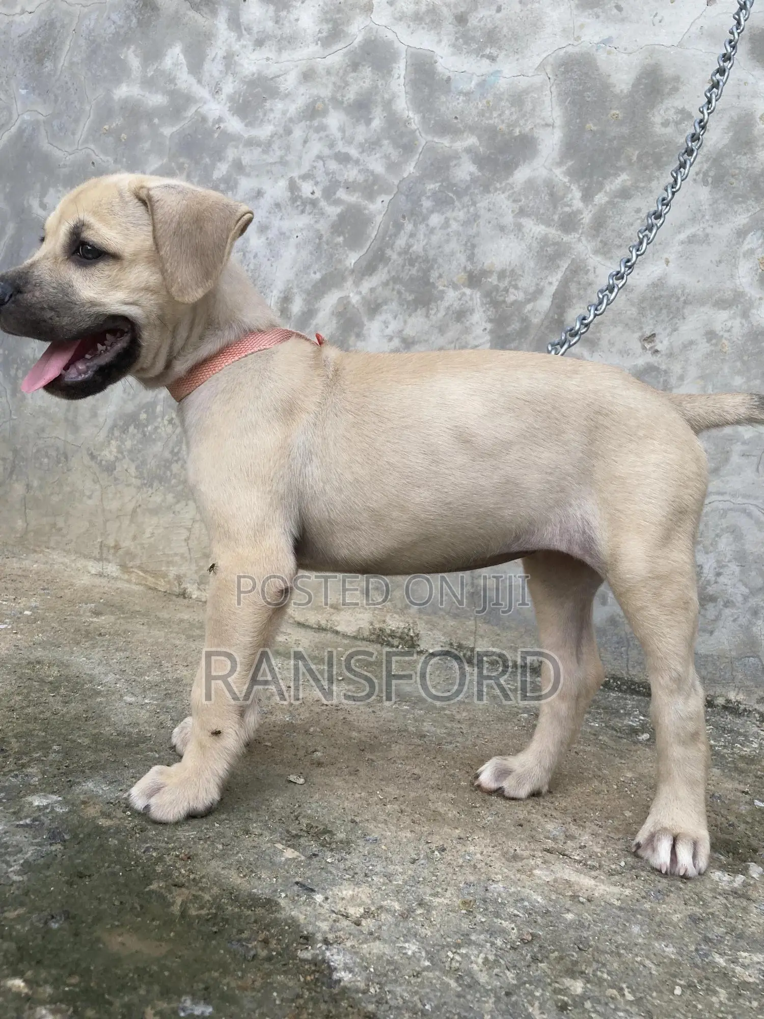1-3 months Male Purebred Boerboel