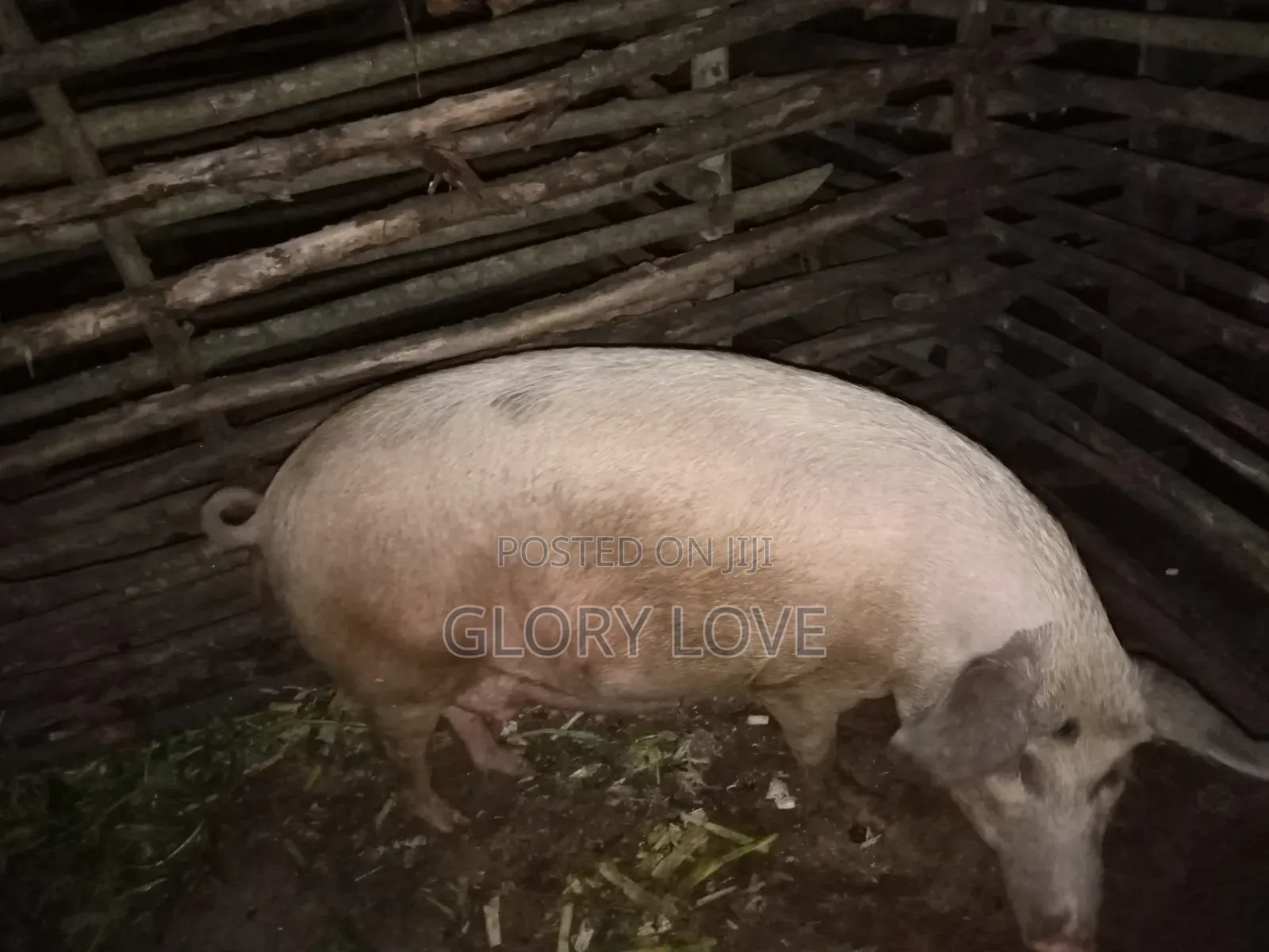 Pigs for Sale