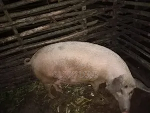 Pigs for Sale