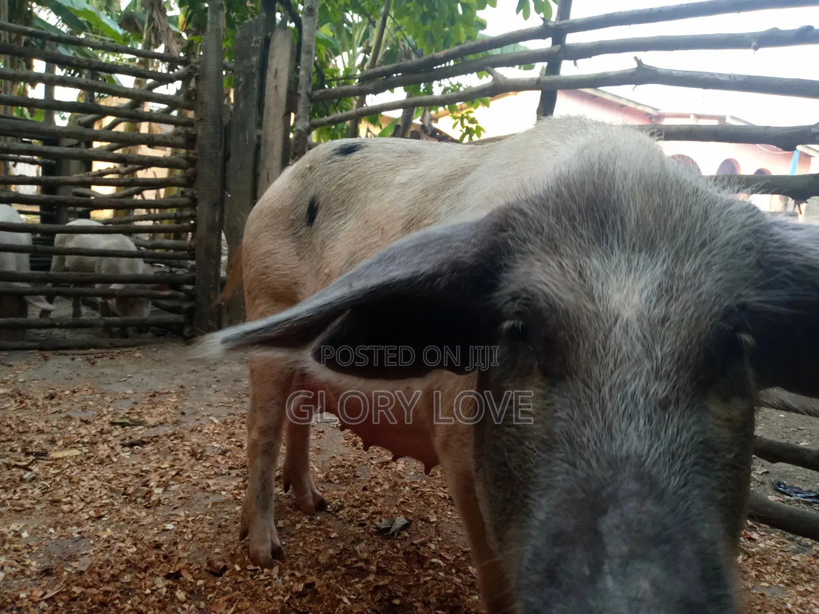 Pigs for Sale