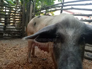Pigs for Sale