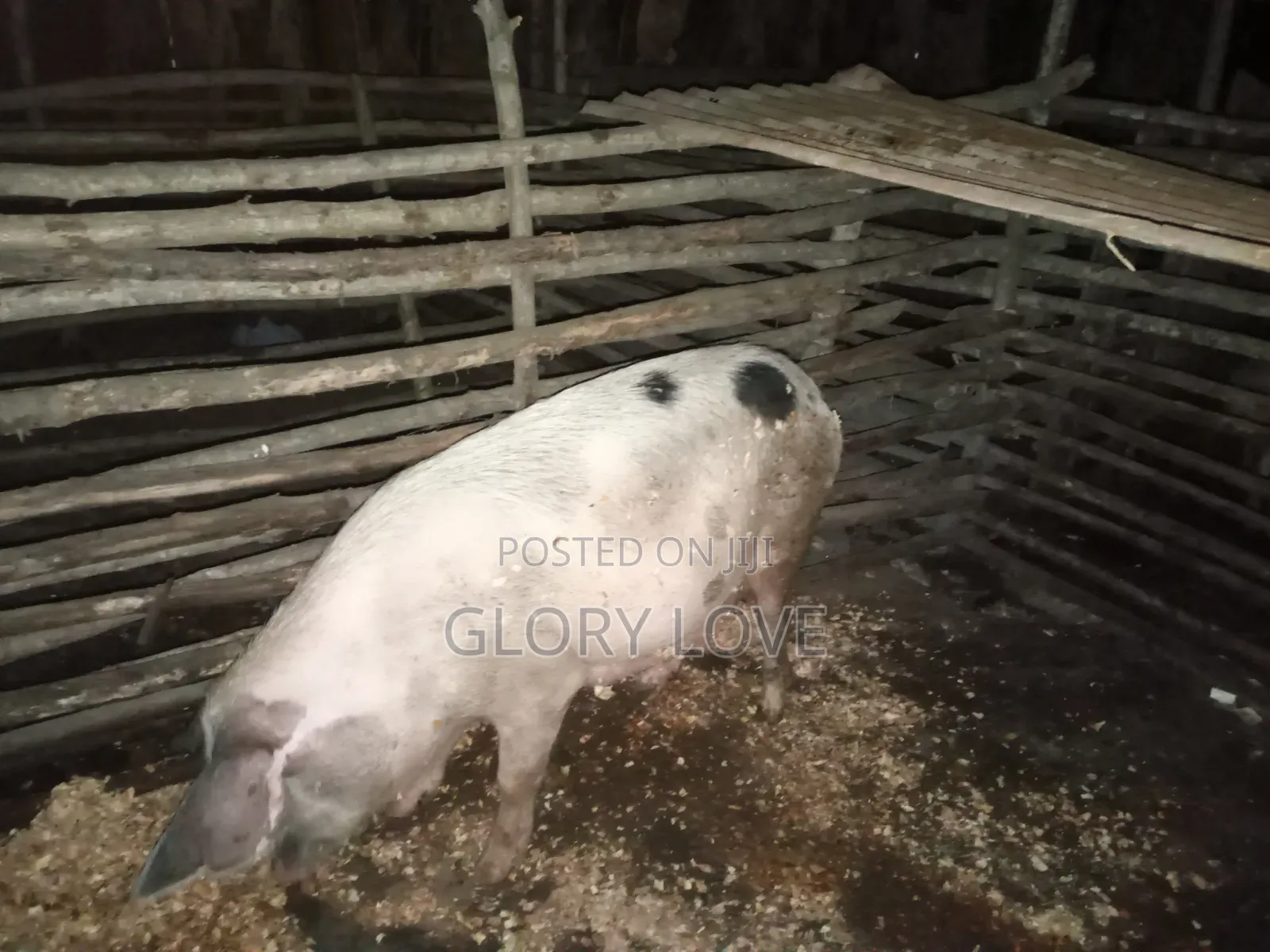 Pigs for Sale