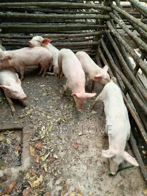 Pigs for Sale