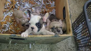 1-3 months Female Purebred French Bulldog