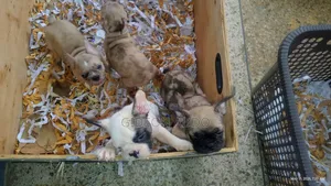 1-3 months Female Purebred French Bulldog