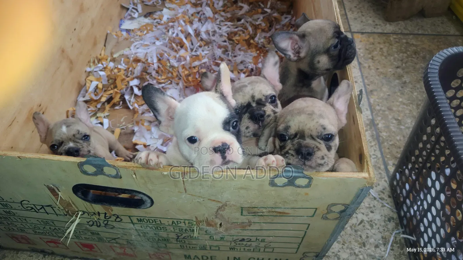 1-3 months Female Purebred French Bulldog
