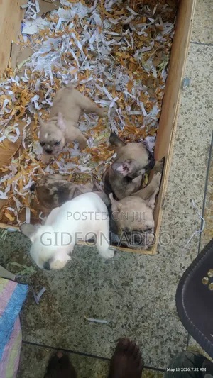 1-3 months Female Purebred French Bulldog