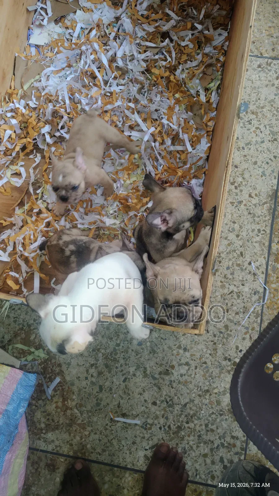 1-3 months Female Purebred French Bulldog