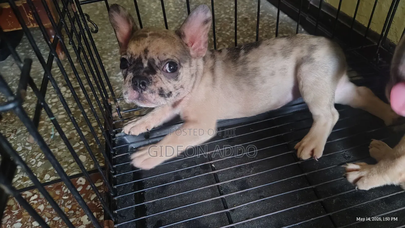 1-3 months Female Purebred French Bulldog