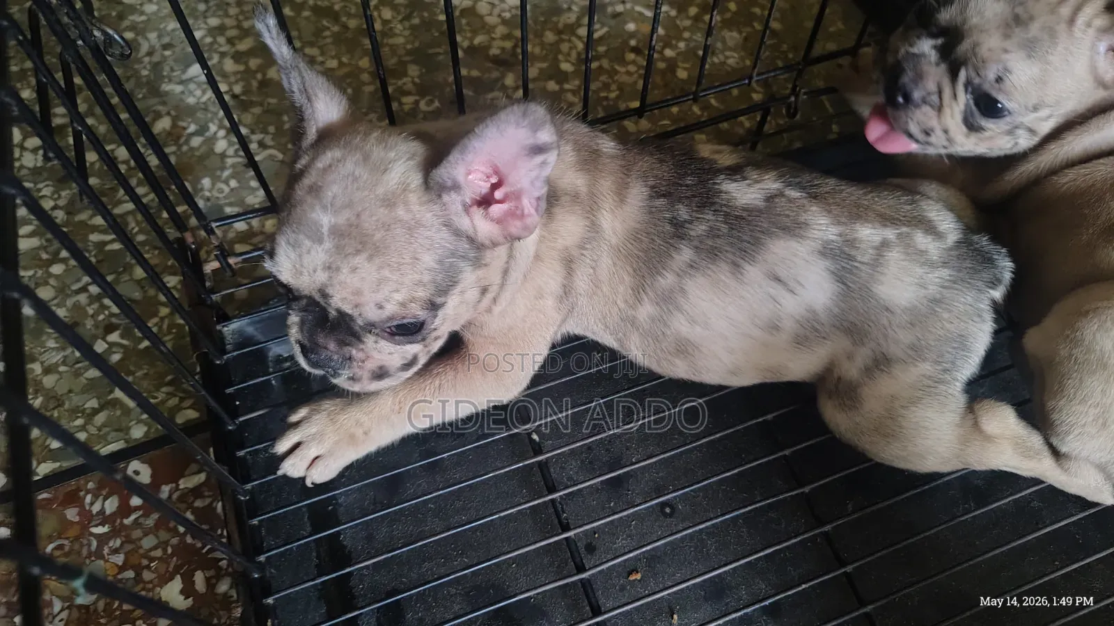 1-3 months Female Purebred French Bulldog