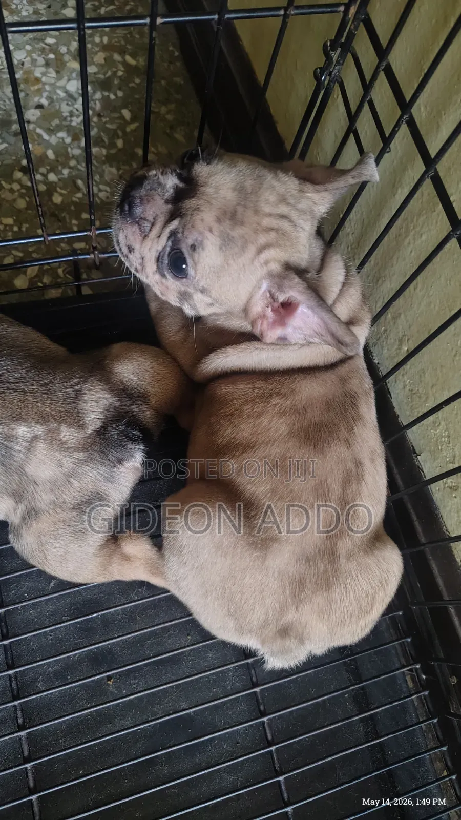 1-3 months Female Purebred French Bulldog