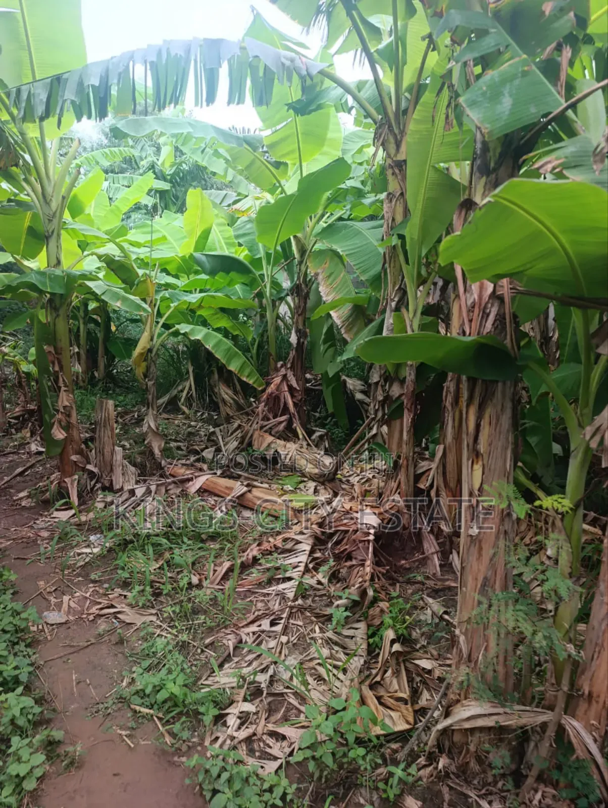 Half Plot for Sale at Pokuase Rocky Down