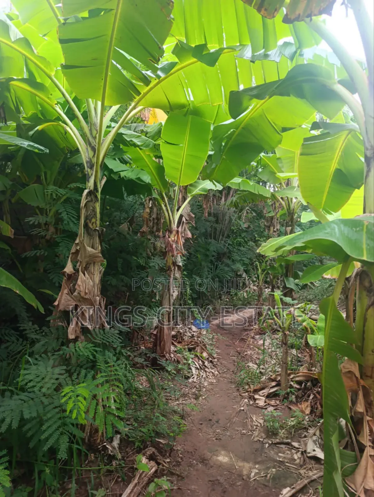 Half Plot for Sale at Pokuase Rocky Down