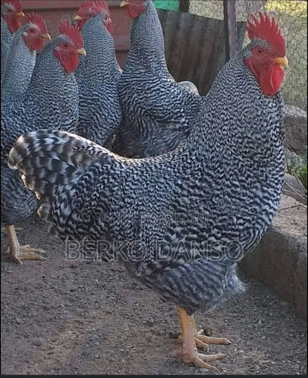 Fertile Eggs for Potch Koekoe (Not Plymouth)