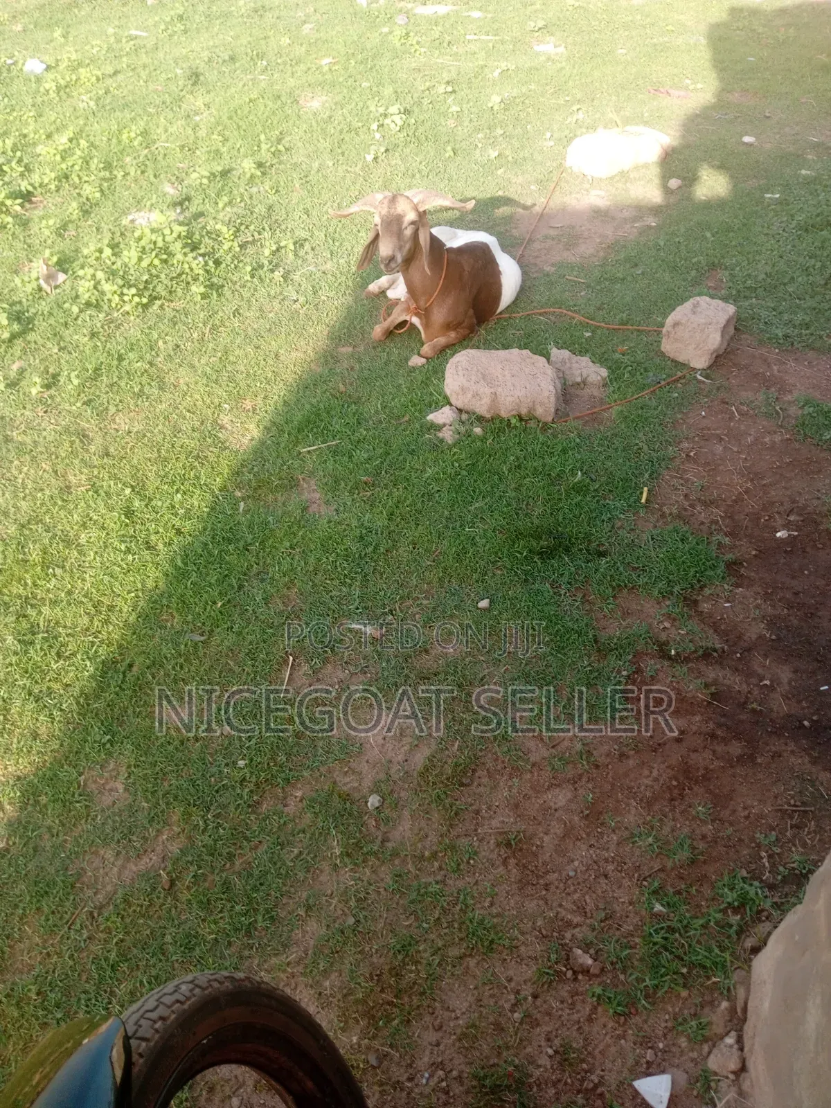 The Nice Goat Seller