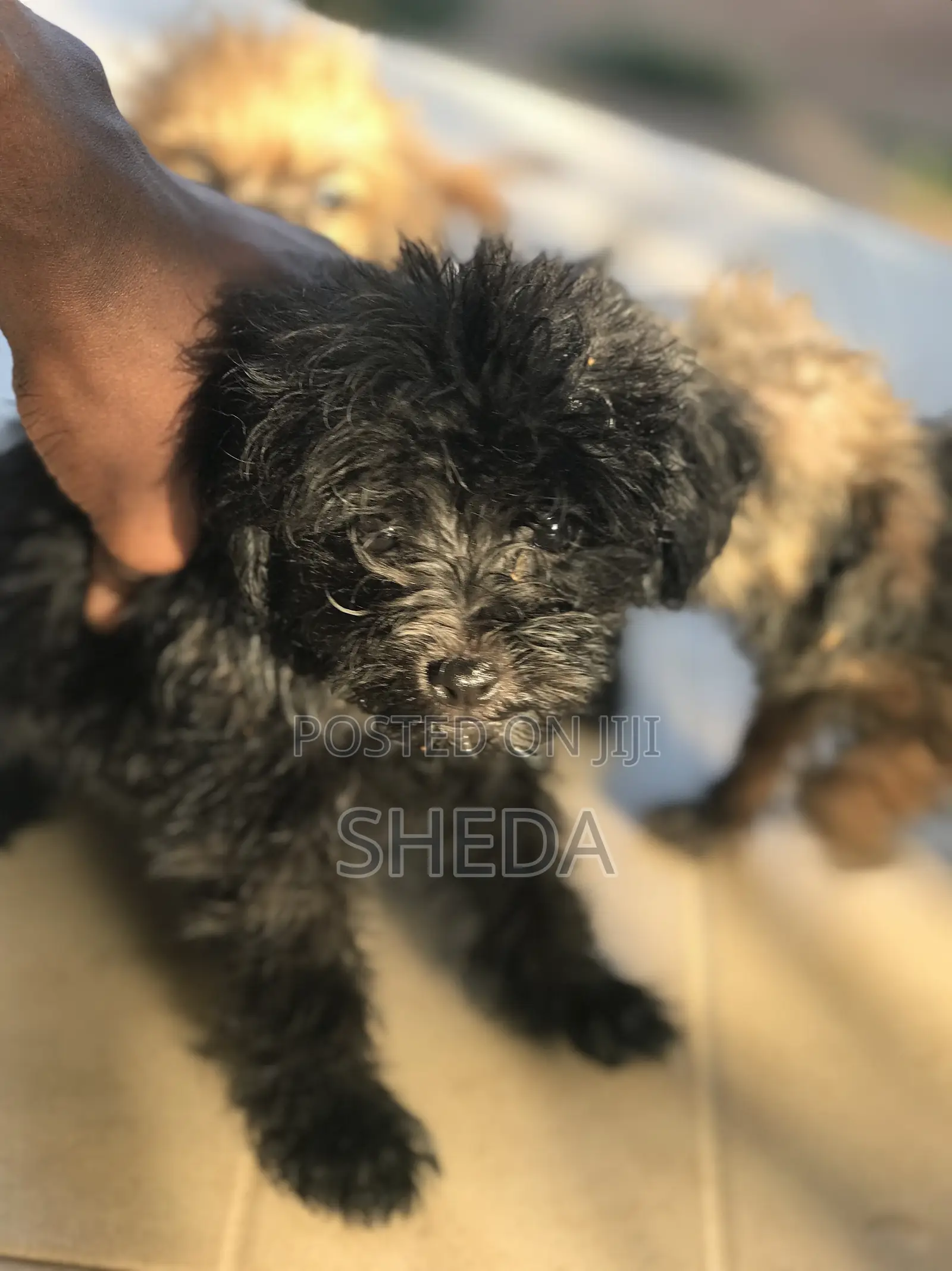 0-1 month Female Purebred Poodle
