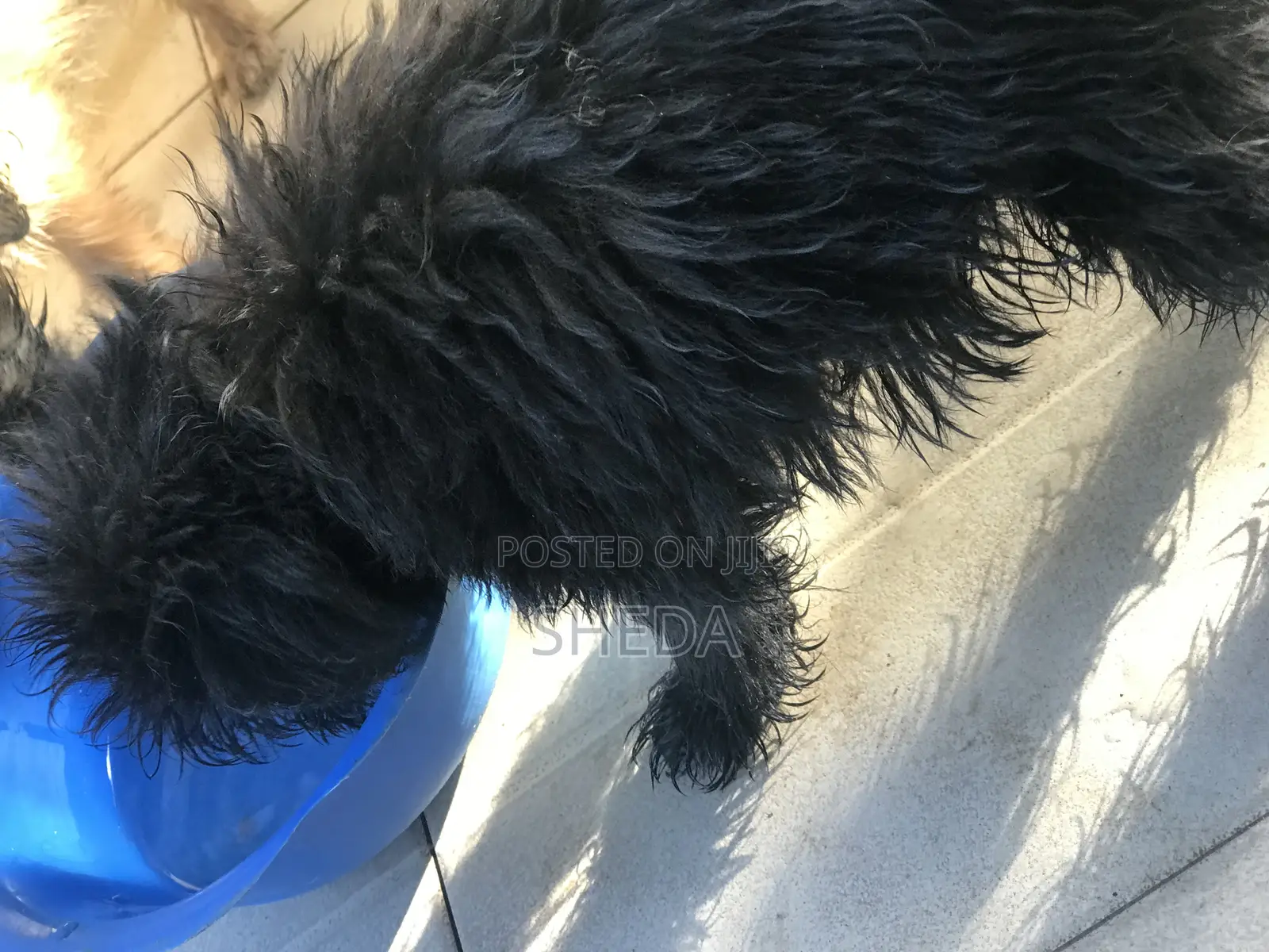 0-1 month Female Purebred Poodle
