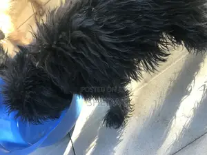 0-1 month Female Purebred Poodle