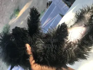 0-1 month Female Purebred Poodle