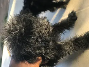 0-1 month Female Purebred Poodle