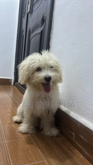 3-6 months Female Purebred Maltese