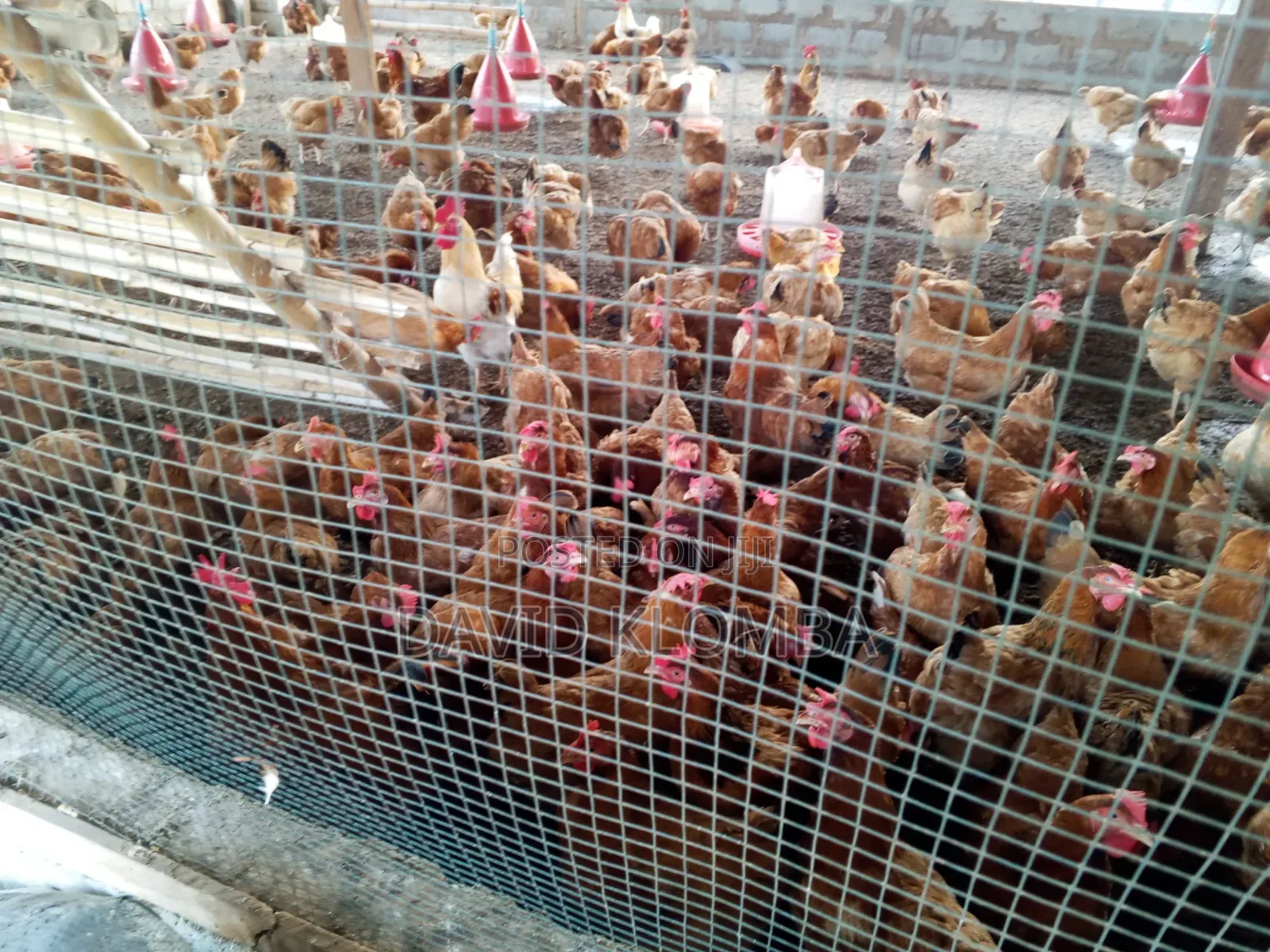 Saso Birds for Sale