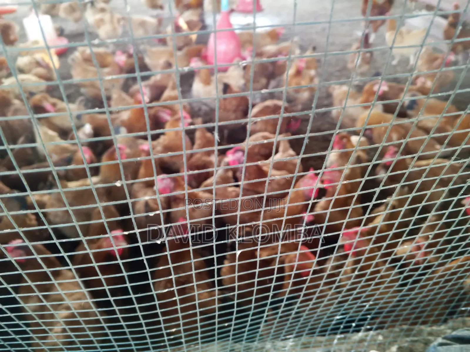 Saso Birds for Sale