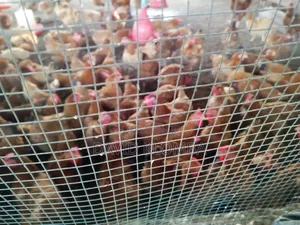 Saso Birds for Sale