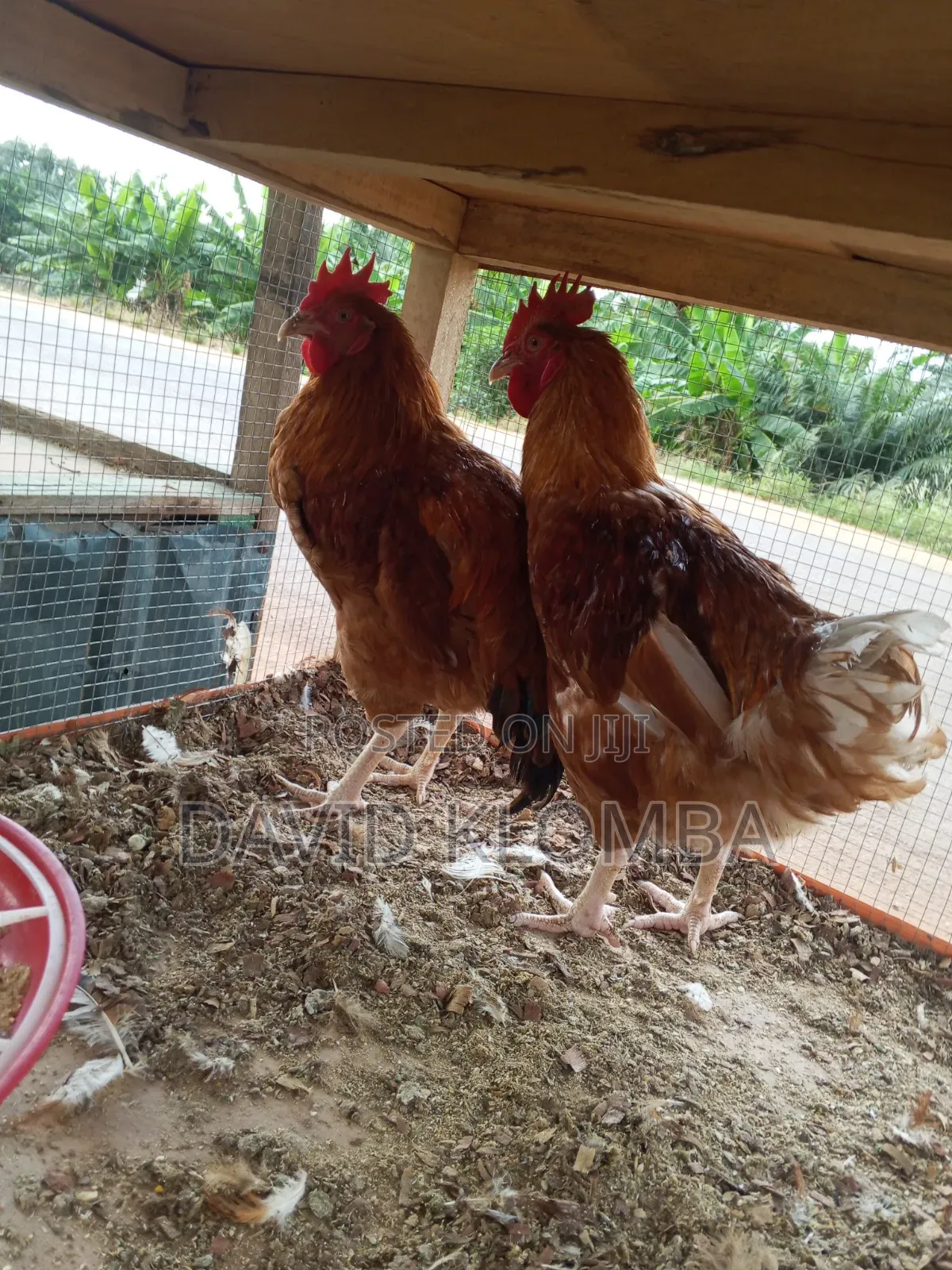 Saso Birds for Sale