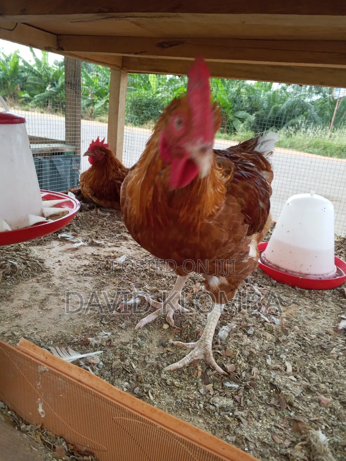 Saso Birds for Sale