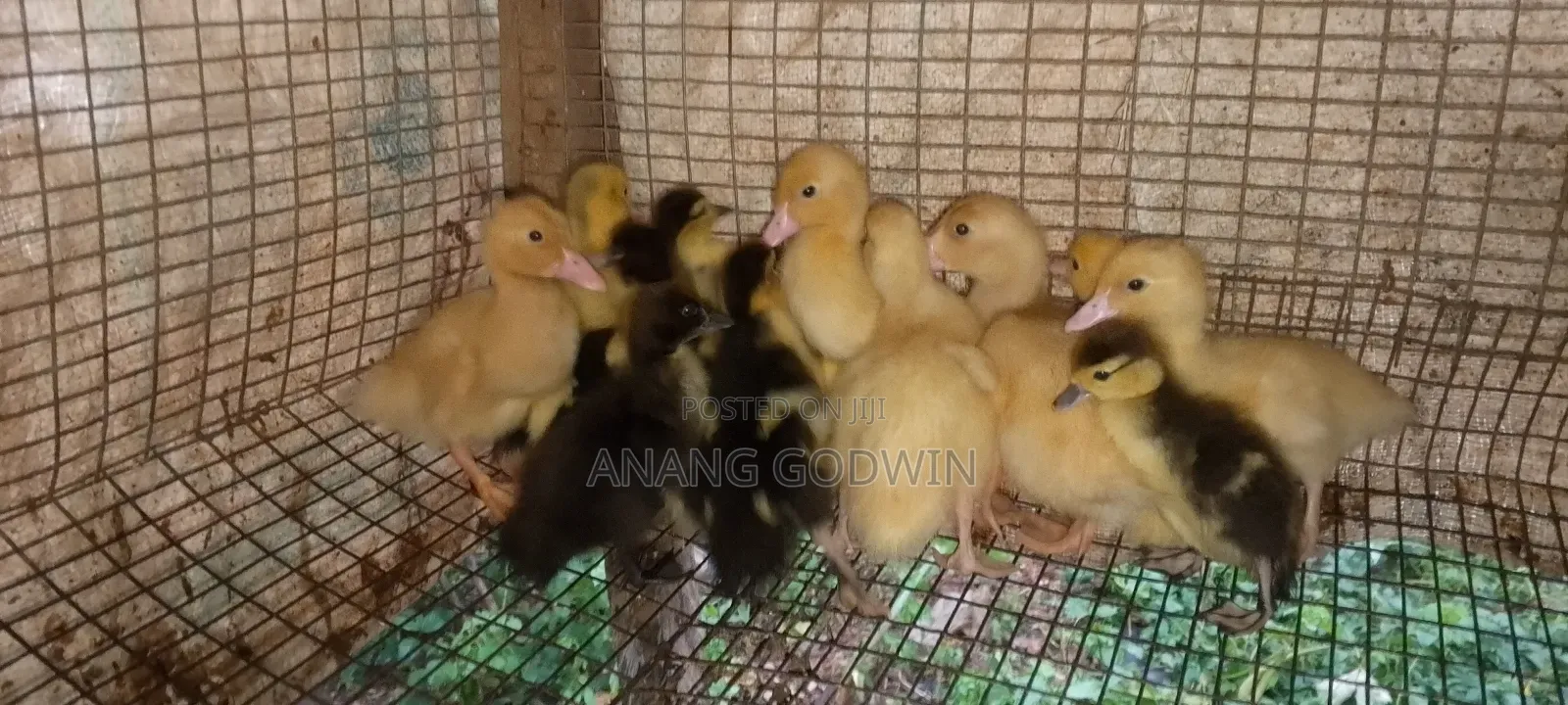 Muscovy Ducklings for Sale