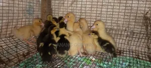 Muscovy Ducklings for Sale