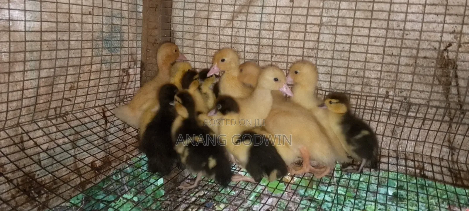Muscovy Ducklings for Sale