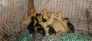 Muscovy Ducklings for Sale