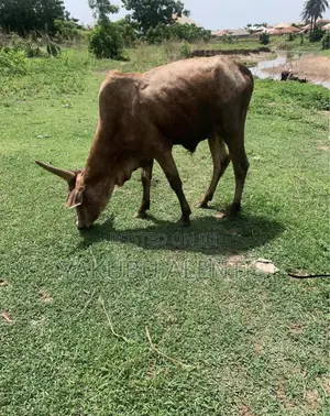 Healthy Cows