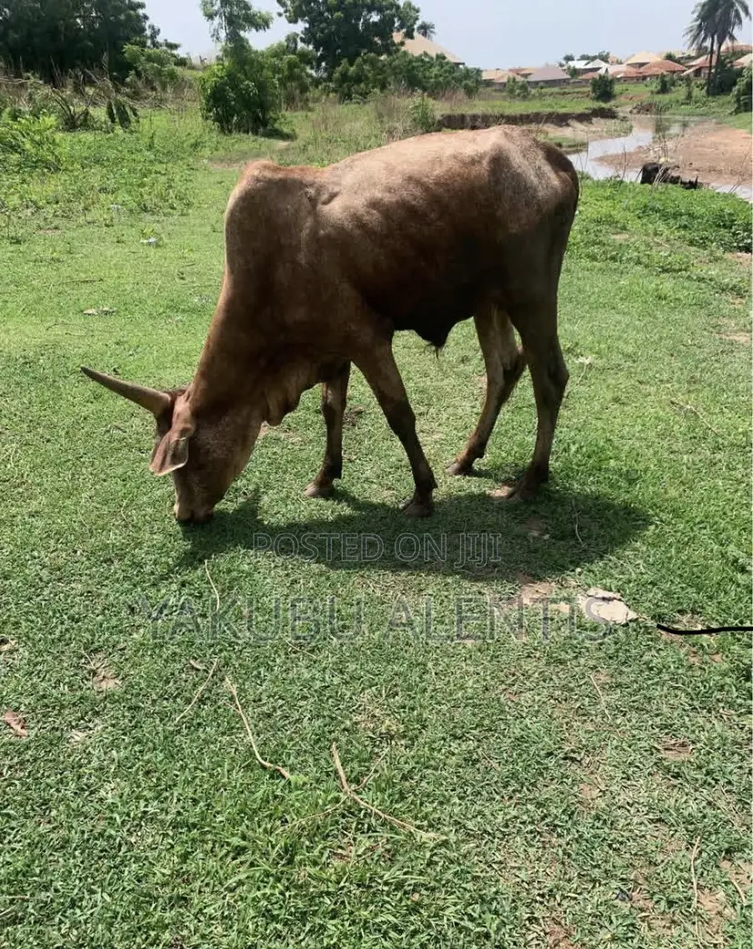 Healthy Cows
