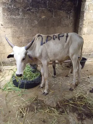 Strong Cows