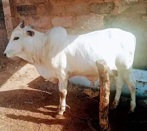 Healthy White Cow